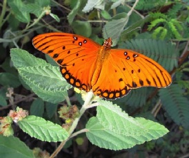 Halape-Butterfly-Uhaloa-Gulf-Frit-Top-Sml