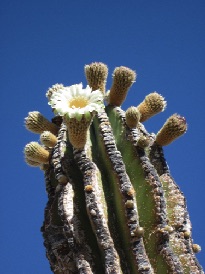 Pachycereus pringlii (Cardon) in Bloom