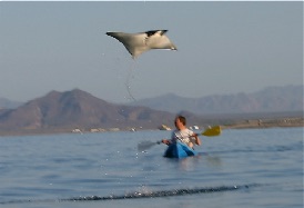Kayaking with jumping ray